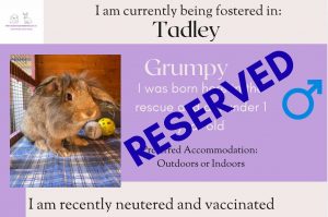 Grumpy, under 1yo rabbit has been reserved