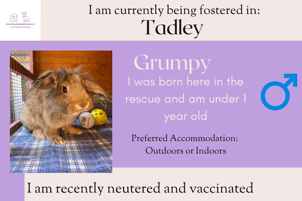Grumpy, under 1yo bunny looking for his forever home