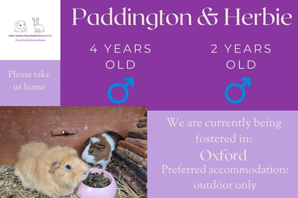 Paddington and Herbie, 4/2yo piggies are looking for an outdoor home