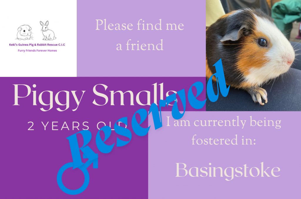 Piggy Smalls adoption reserved