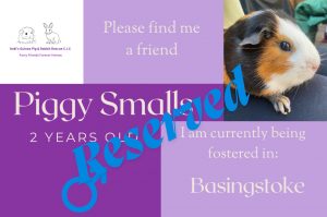Piggy Smalls adoption reserved