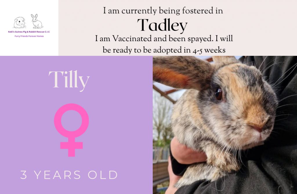 Tilly's adoption details
