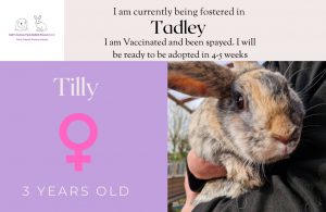 Tilly's adoption details