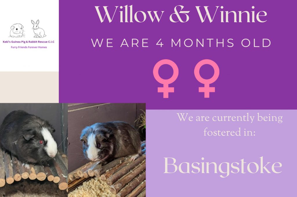 Meet Willow and Winnie, 4 months old girls looking for a forever home