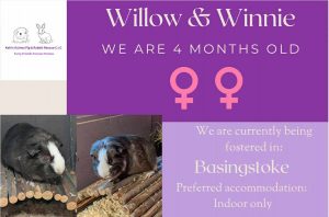 Willow and Winnie, 4yo piggies are looking for an indoor home