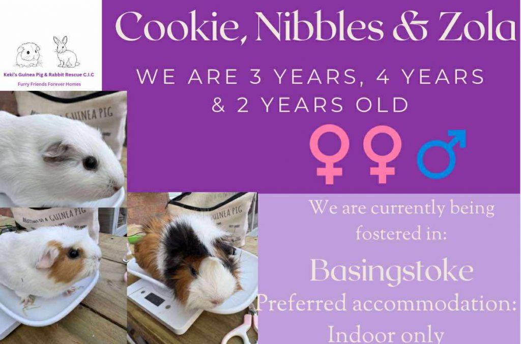 Cookie, Nibbles and Zola 3/4/2yo piggies looking for an indoor home
