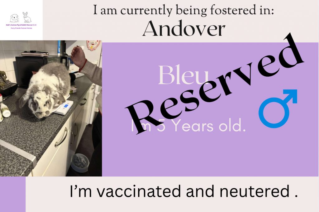 Bleu, 3 yo bunny has been reserved!