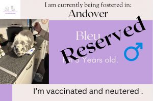 Bleu, 3 yo bunny has been reserved!