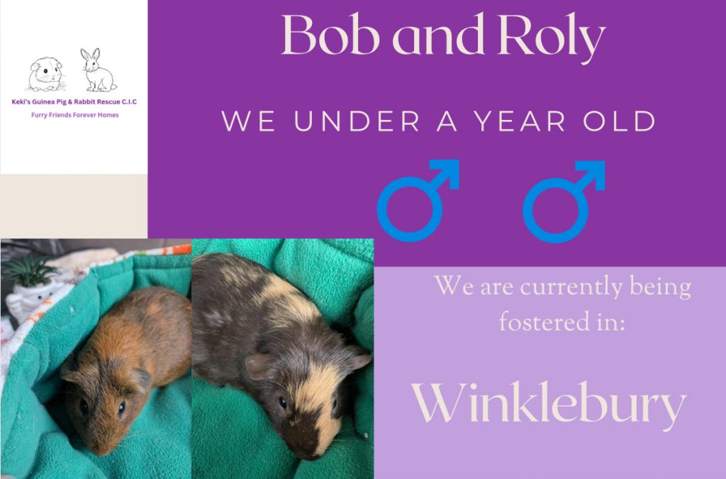 Bob and Roly, less than a year old piggies are looking for their forever home