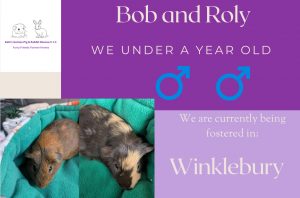 Bob and Roly, less than a year old piggies are looking for their forever home