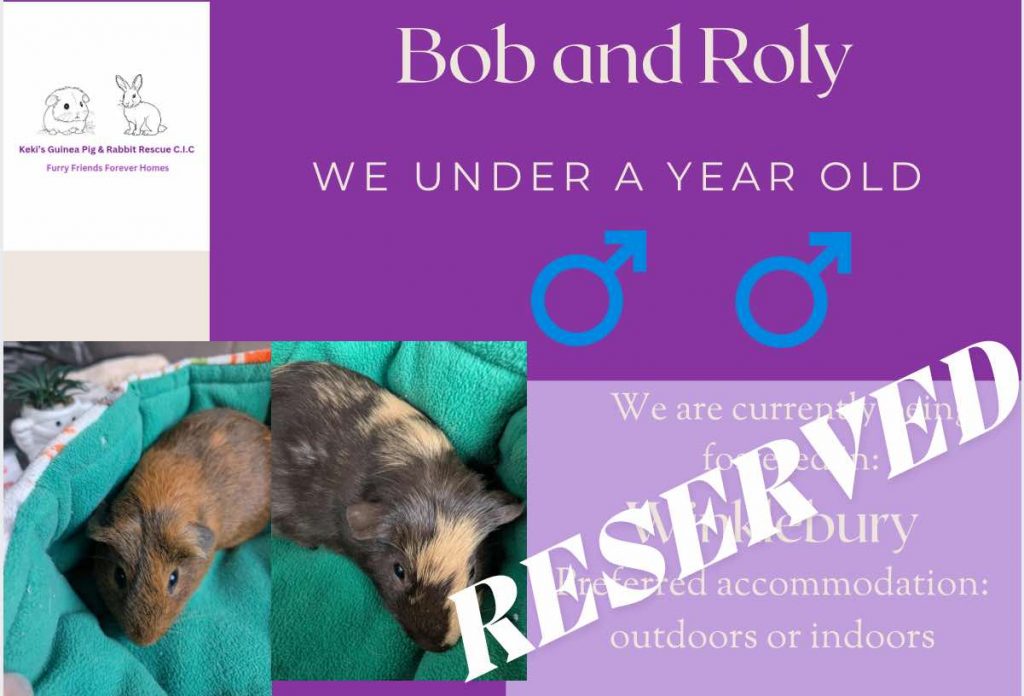 Bob and Roly under 1yo piggies have been reserved