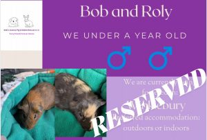 Bob and Roly under 1yo piggies have been reserved