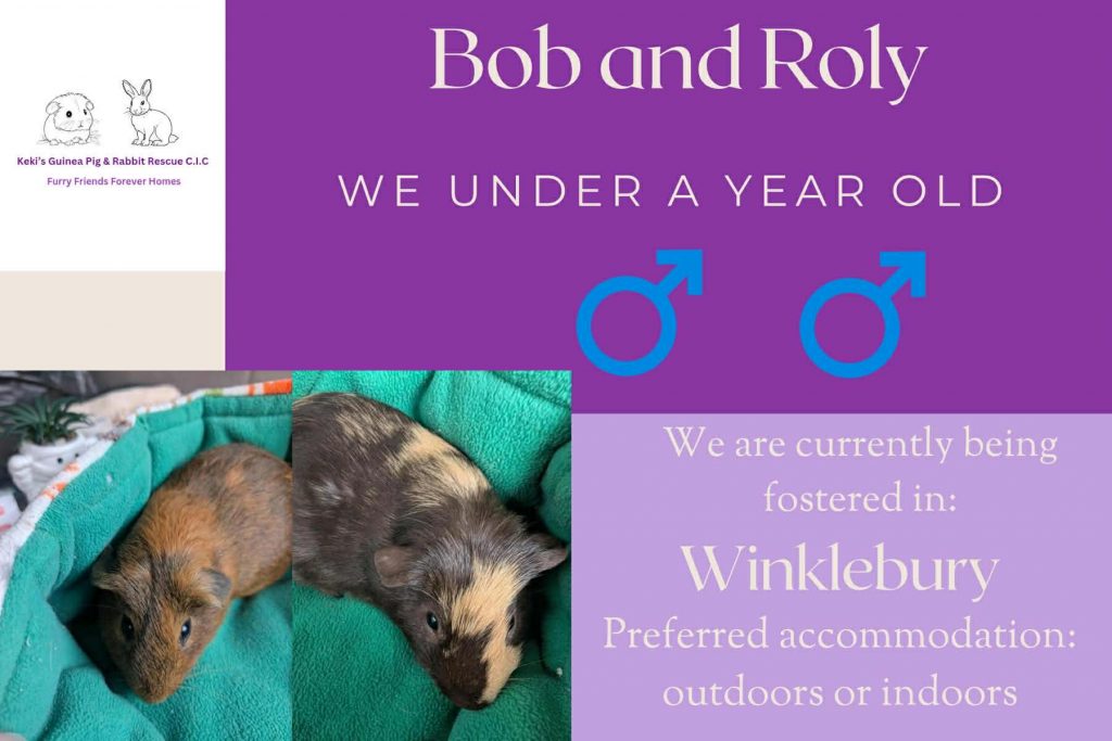 Bob and Roly, under 1yo piggies are looking for their forever home