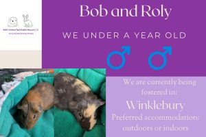 Bob and Roly, under 1yo piggies are looking for their forever home