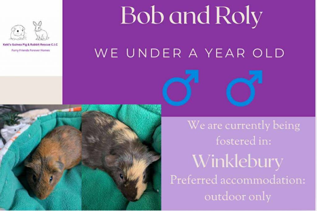 Bob and Roly, under 1yo piggies looking for an outdoor home