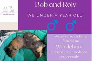 Bob and Roly, under 1yo piggies looking for an outdoor home