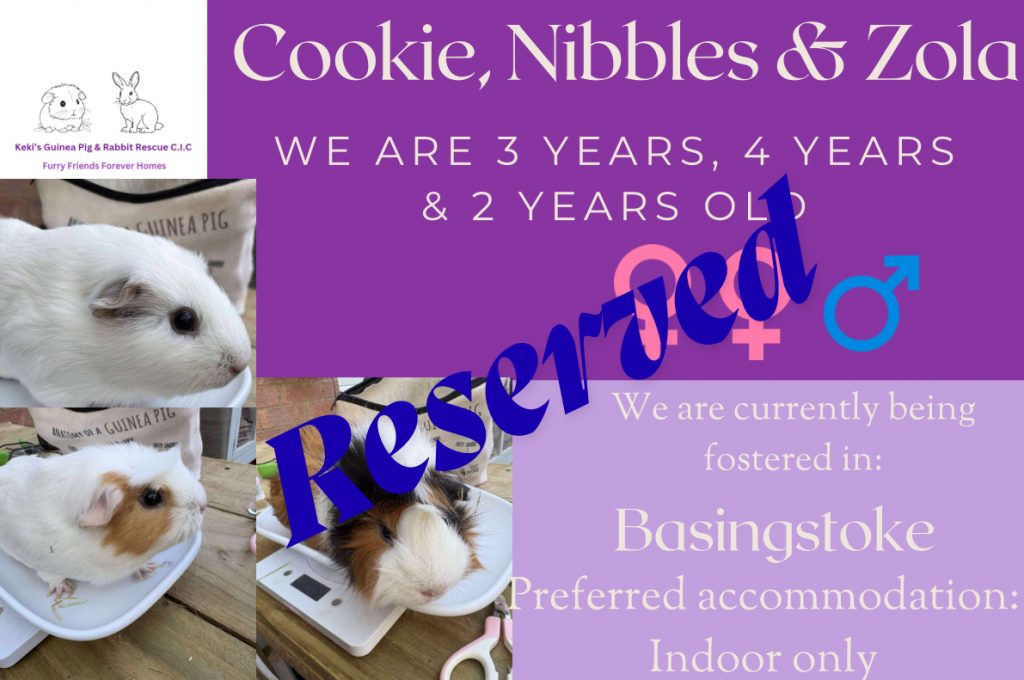 Cookie, Nibbles and Zola have been reserved!