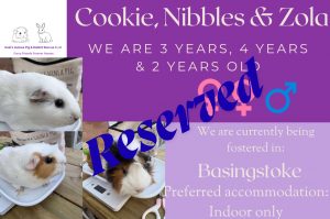 Cookie, Nibbles and Zola have been reserved!