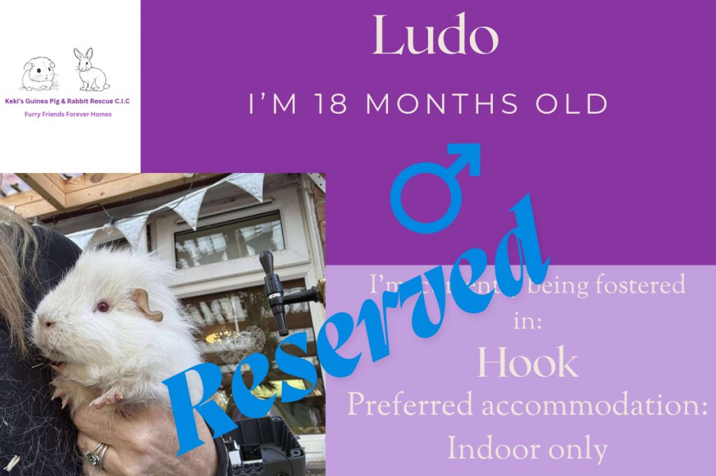 Ludo, 18 mo piggie has been reserved