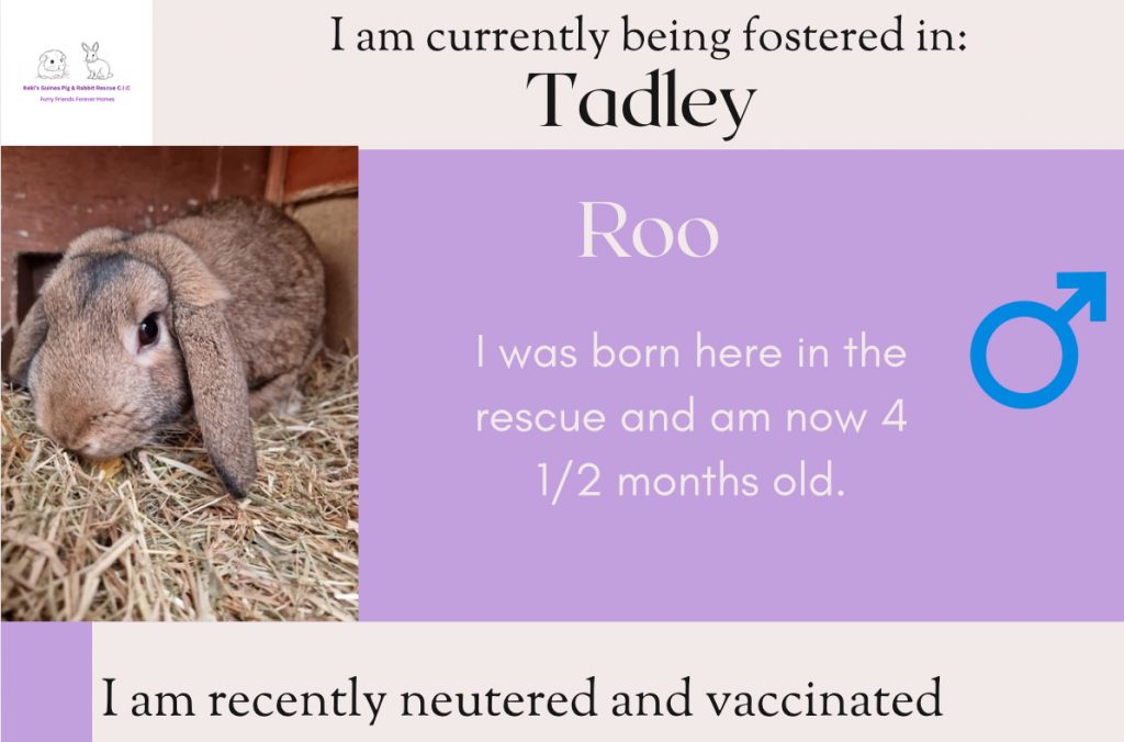 Roo is 4.5 months old and looking for his forever home