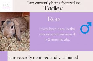 Roo is 4.5 months old and looking for his forever home