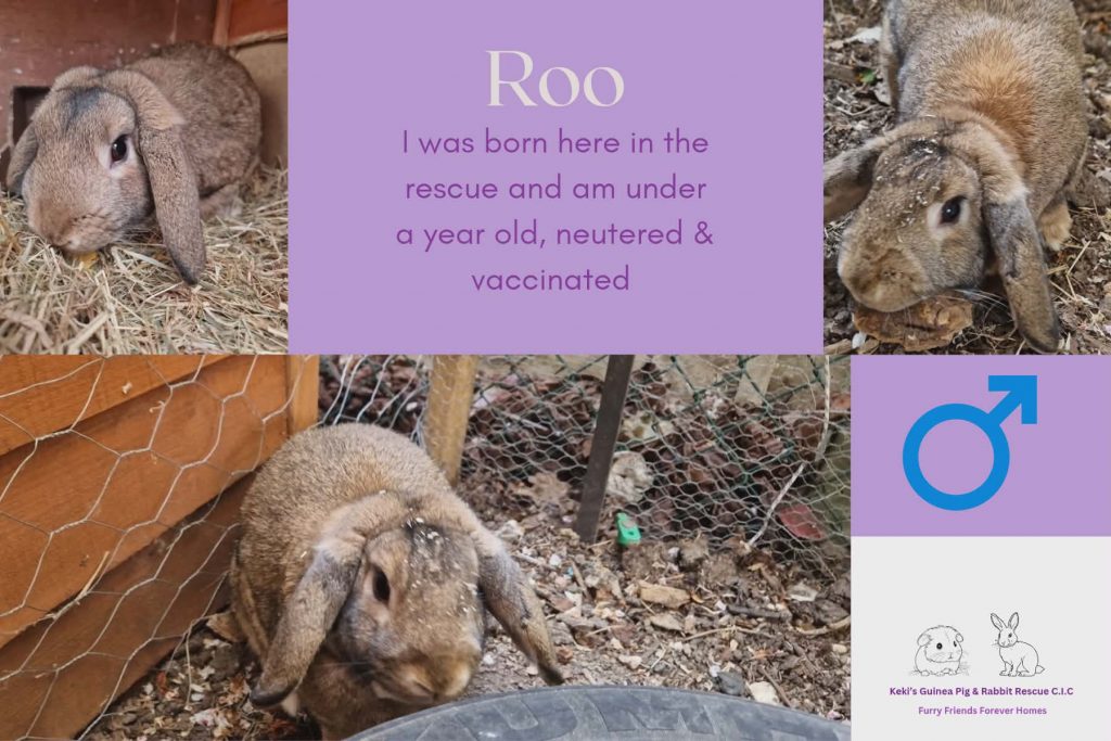 Roo, under 1yo bunny is looking for him forever home