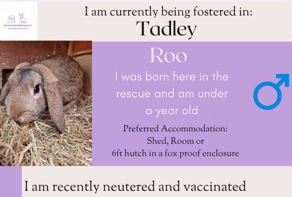 Roo, under 1yo bunny is looking for his forever home