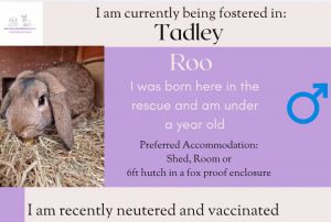 Roo, under 1yo bunny is looking for his forever home