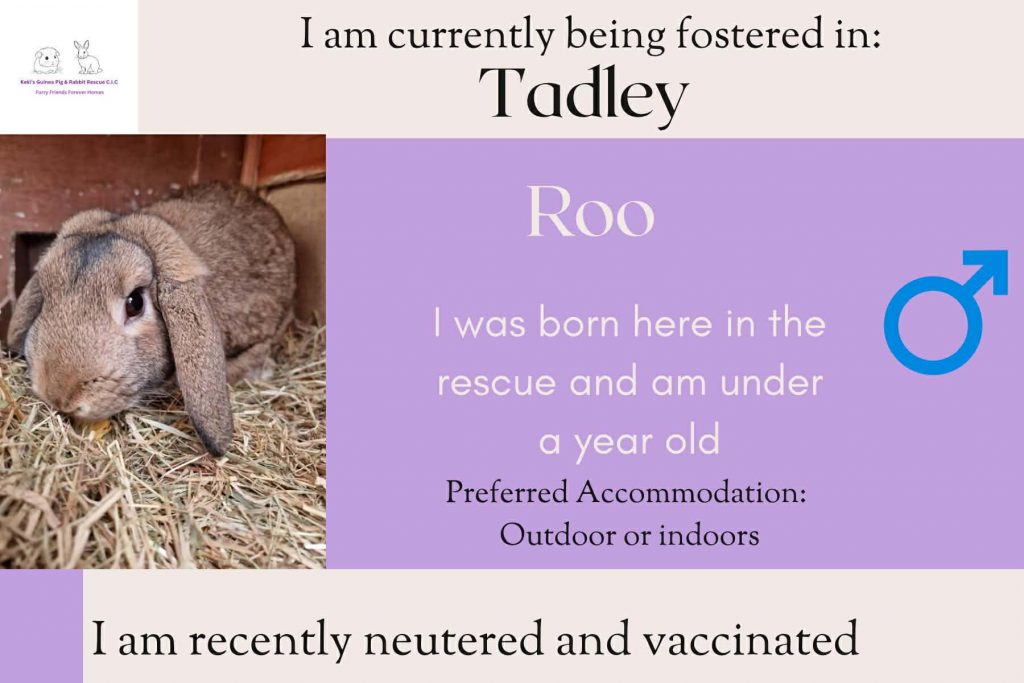 Roo, under 1 yo bunny looking for his forever home