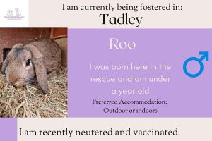 Roo, under 1 yo bunny looking for his forever home