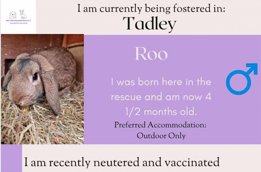 Roo, 4.5months old bunny looking for an outdoor home
