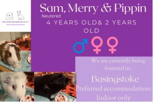 Sam, Merry and Pippin, 4/2o piggies looking for their forever home (indoor)