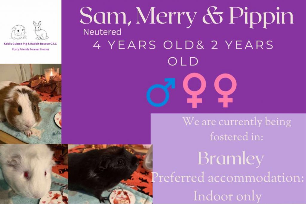 Sam, Merry and Pippin, piggies are looking for their forever home