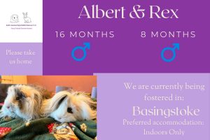 Albert and Rex, 8/16mo piggies looking for their forever home