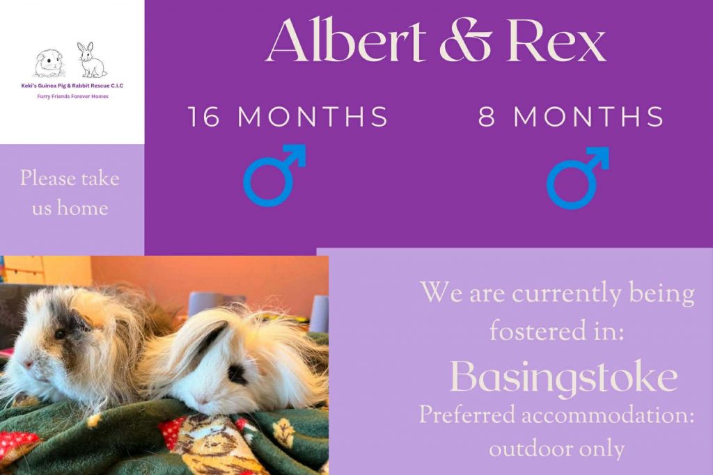 Albert and Rex, 16/8mo piggies looking for their forever home