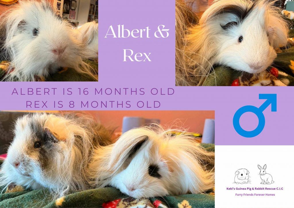 Albert and Rex, 16/8mo piggies are looking for their forever home