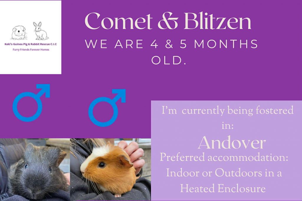 Comet and Blitzen, 4/5mo piggies are looking for their forever home