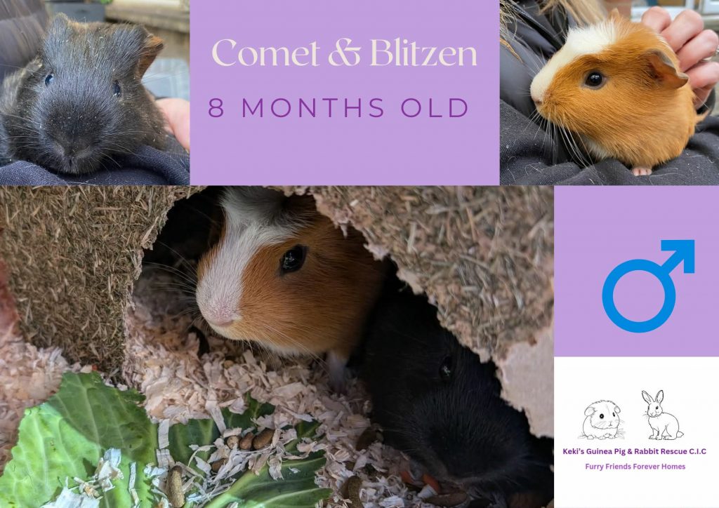 Comet and Blitzen, 8mo piggies are looking for their forever home