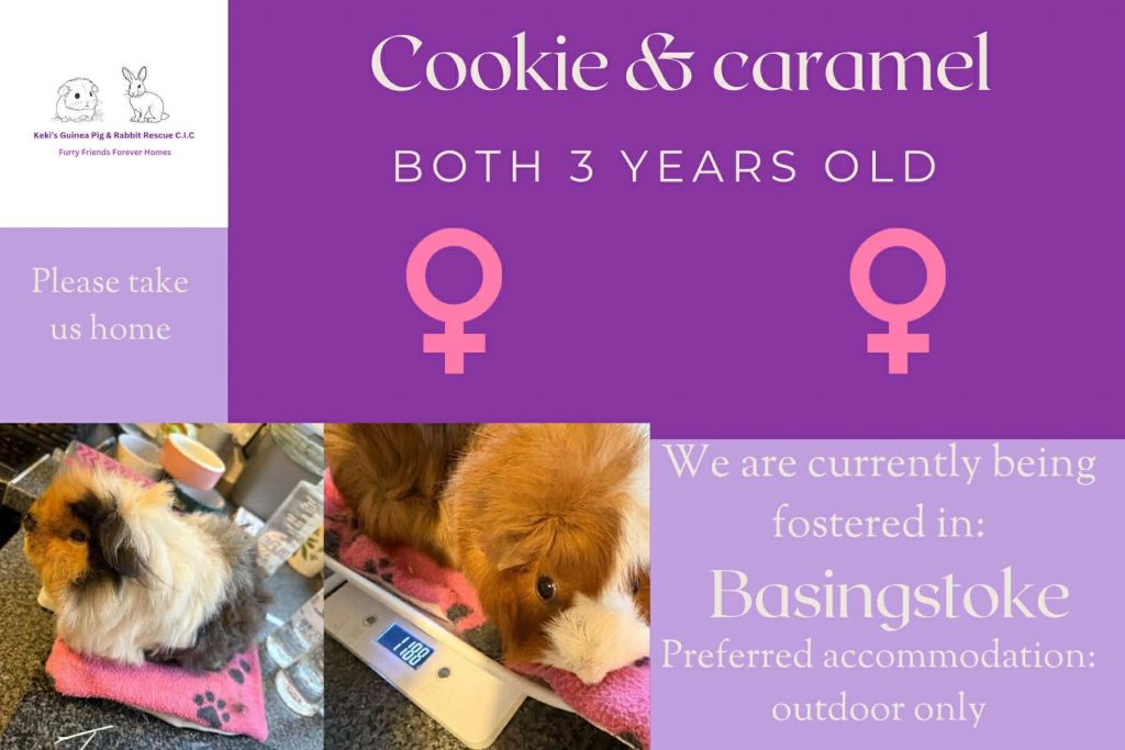 Cookie and Caramel, 3yo piggies are looking for their forever home