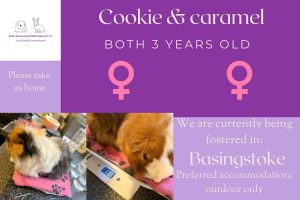 Cookie and Caramel, 3yo piggies are looking for their forever home