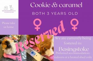 Cookie and Caramel, 3yo piggies have been reserved