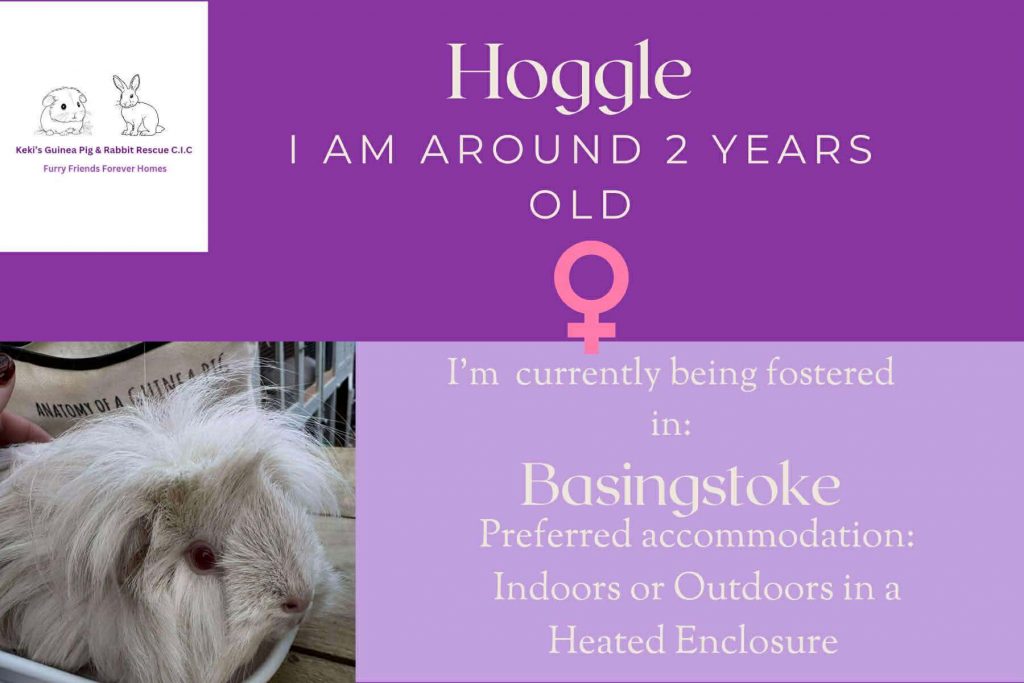 Hoggle, 2yo piggie is looking for her forever home