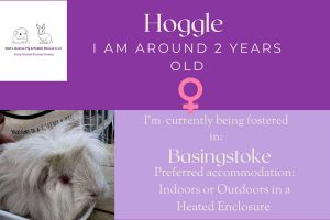 Hoggle, 2yo piggie is looking for her forever home
