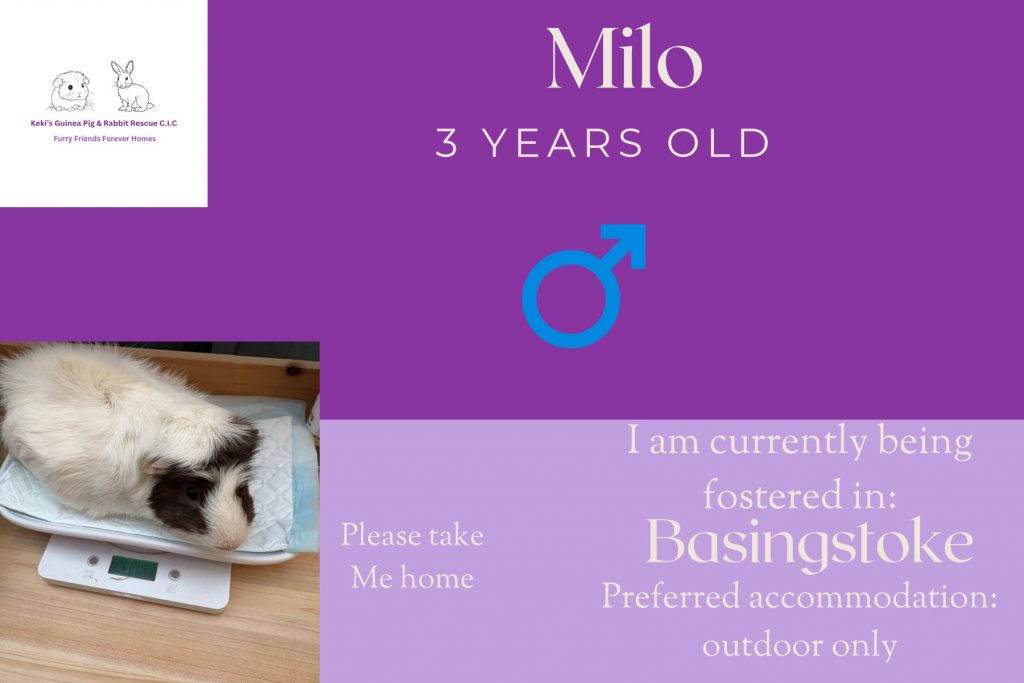 Milo, 3yo piggie looking for his forever home