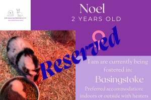 Noel, 2yo piggie is now reserved