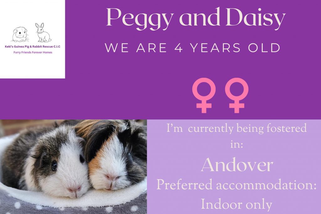 Peggy and Daisy, 4yo piggies looking for their forever home