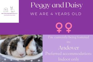 Peggy and Daisy, 4yo piggies looking for their forever home