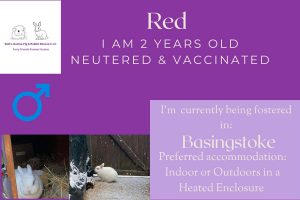 Red, 2yo bunny is looking for his forever home
