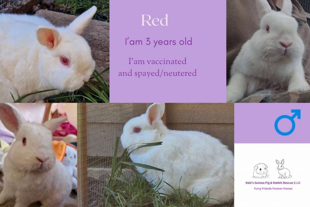 Red, 3 year old rabbit is looking for his forever home