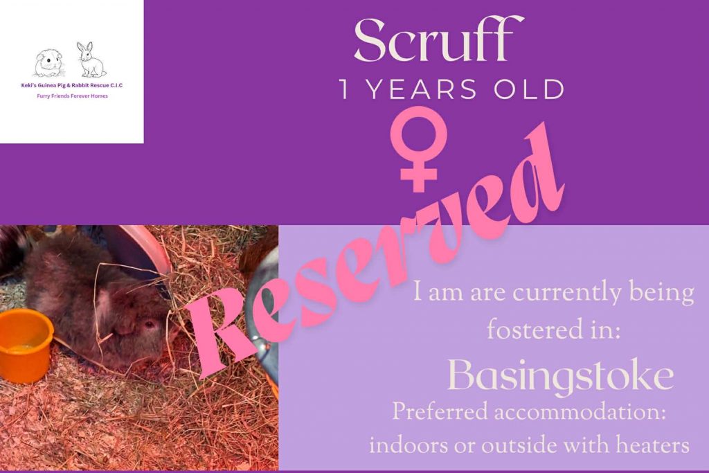 Scruff 1yo piggie is reserved